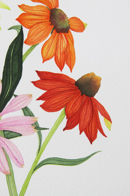 coneflowers, watercolor coneflowers, echinacea, echinacea painting, floral watercolor, botanical illustration, botanical watercolor, Anne Butera, My Giant Strawberry