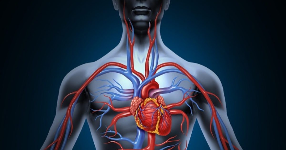 Sistema cardiovascular Biologia: A ciência da vida Sistema cardiovascular Biologia: A ciência da vida
