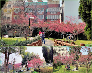 中壢景點[莒光公園]櫻花開滿園.疫情期間最佳賞景、拍照、野餐的好去處