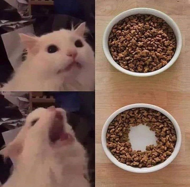 Eighteen Cats Obsessed With Their Food Bowl