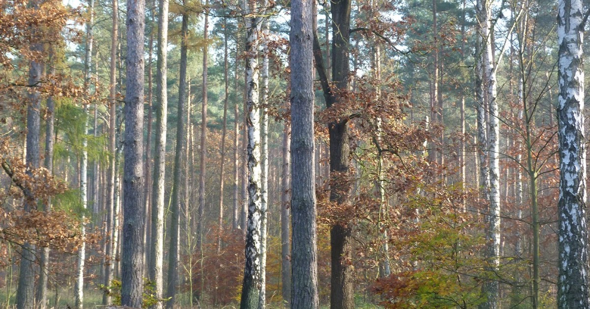 Die Spaziergangerin Mein Baum Dein Baum Unser Wald