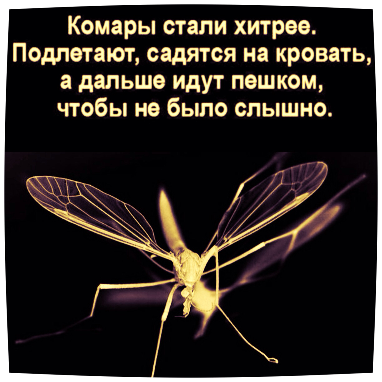Прикольные картинки про комаров