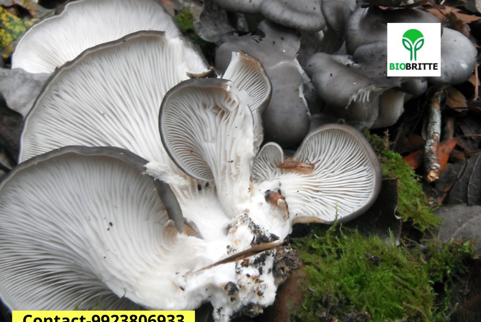Oyster mushroom 1kg price | Mushroom spawn | Mushroom spawn supply