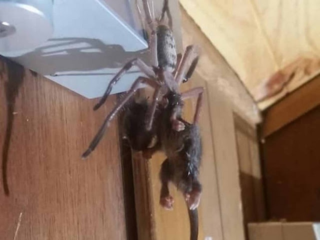 Pareja capta a una enorme araña comiéndose a un pequeño marsupial