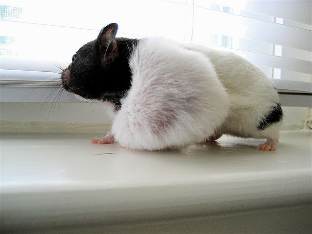 Www.hamster.com Www.hamster.com