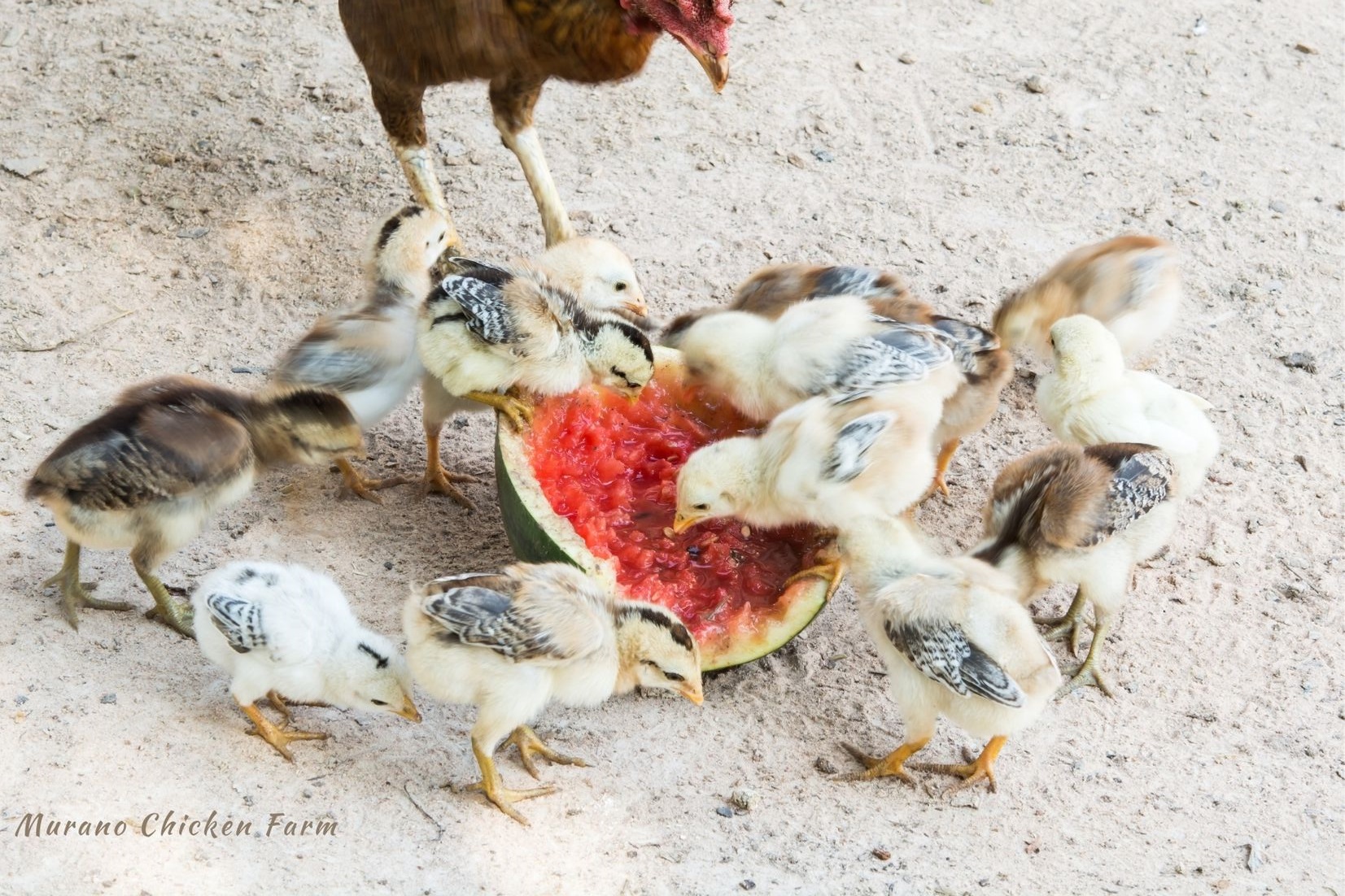 Which treats can baby chicks eat? Murano Chicken Farm