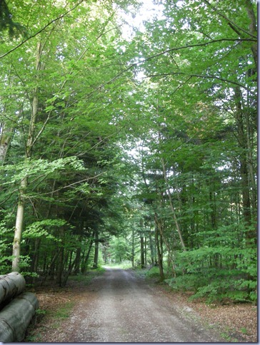 Walk in woods near Gartringen