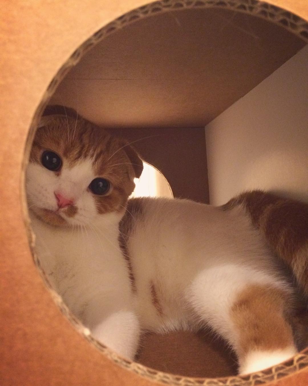 강지영네 고양이 | 인스티즈