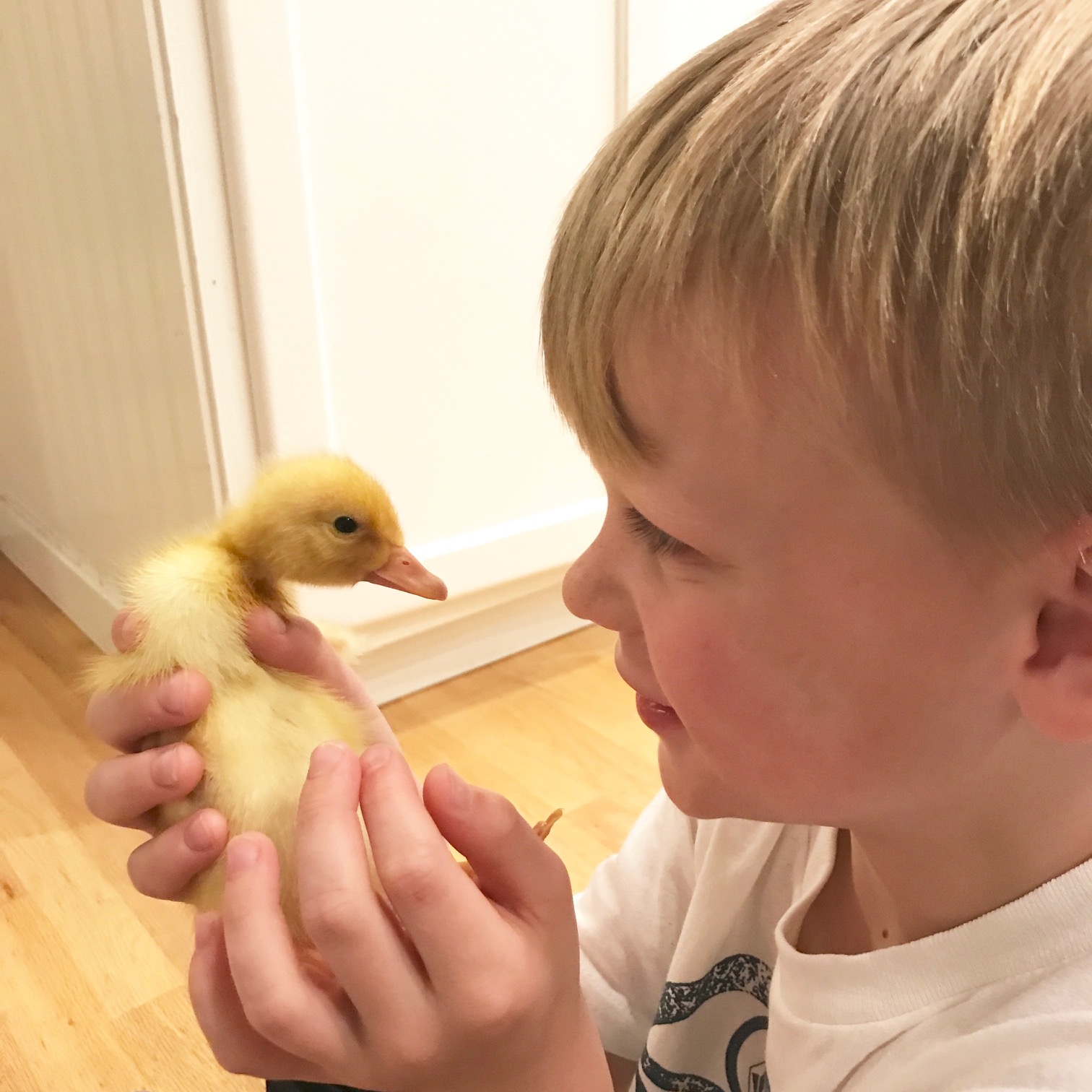 Little Farmstead Ducklings and Chicks So Happy Together (So Far!)