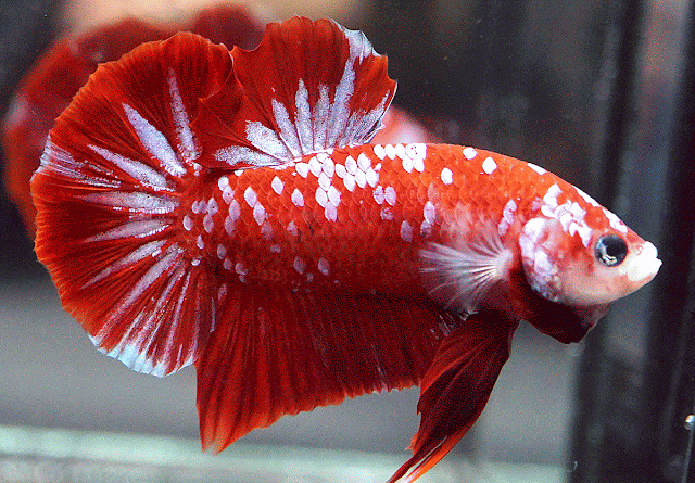 Ikan Cupang Full Red Koi Galaxy - ikanhiasku.net