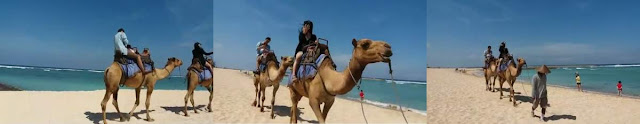 bali camel safari