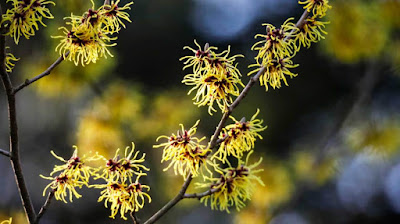 Cara Mengobati Kutil Kelamin Dengan Witch Hazel