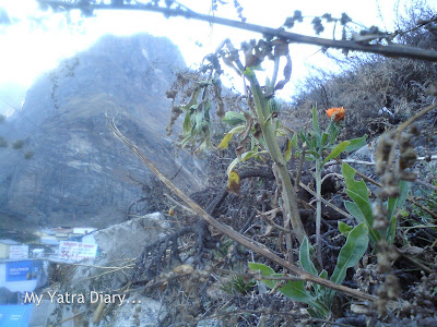 A single flower blooms in Mana Village in the Garhwal Himalayas in Uttarakhand