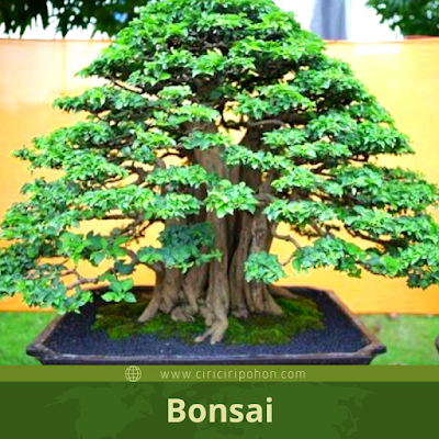 Ciri Ciri Tanaman Bonsai