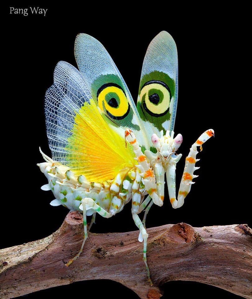 Zahara Celestial: Mantis Galactic Star Beings