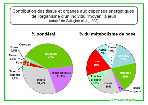 Bivouac Comment Affiner Sa Silhouette