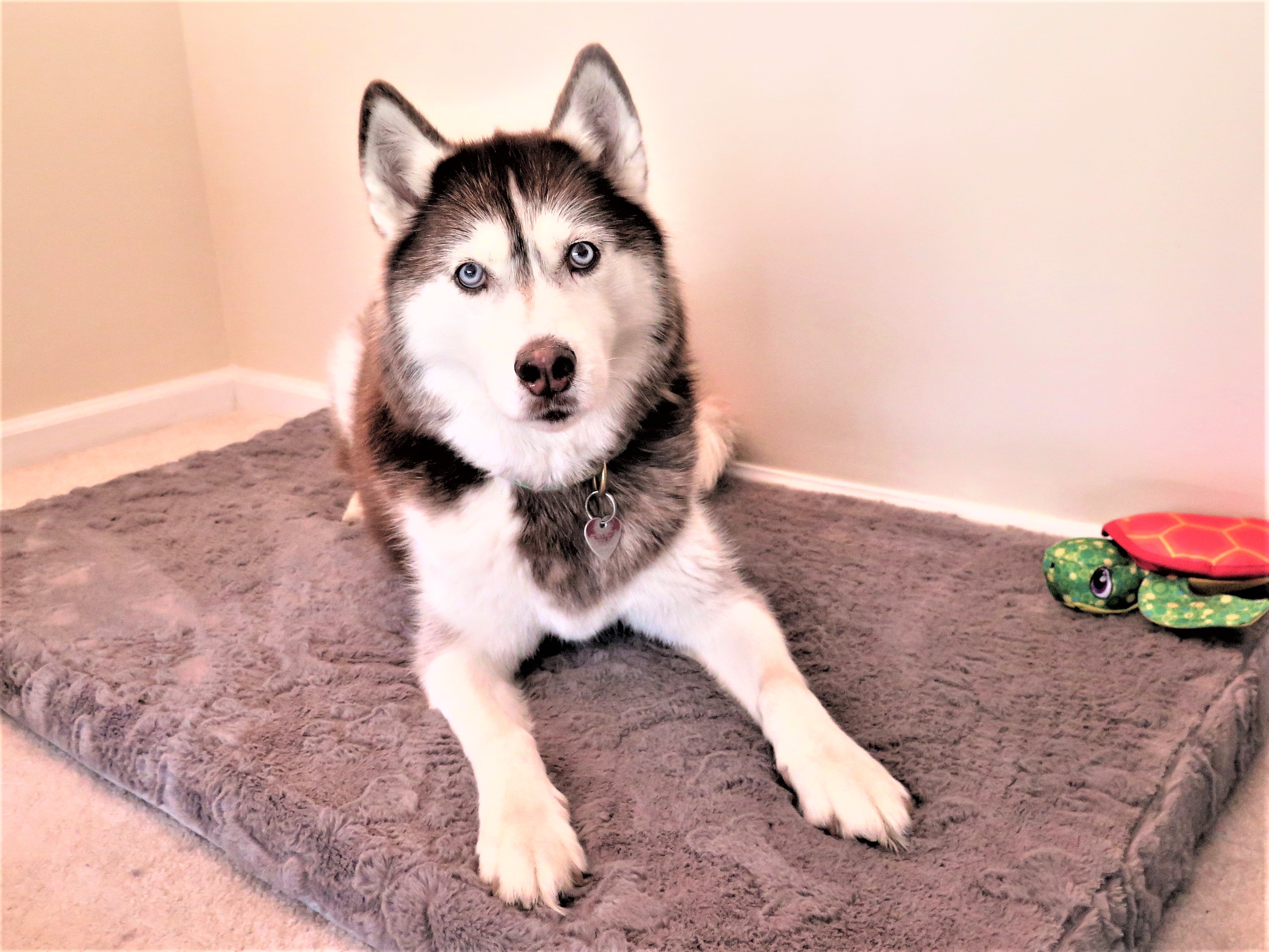 Dogs Luv Us and We Luv Them ARTHRITIS IN DOGS; CAUSES, SYMPTOMS, and