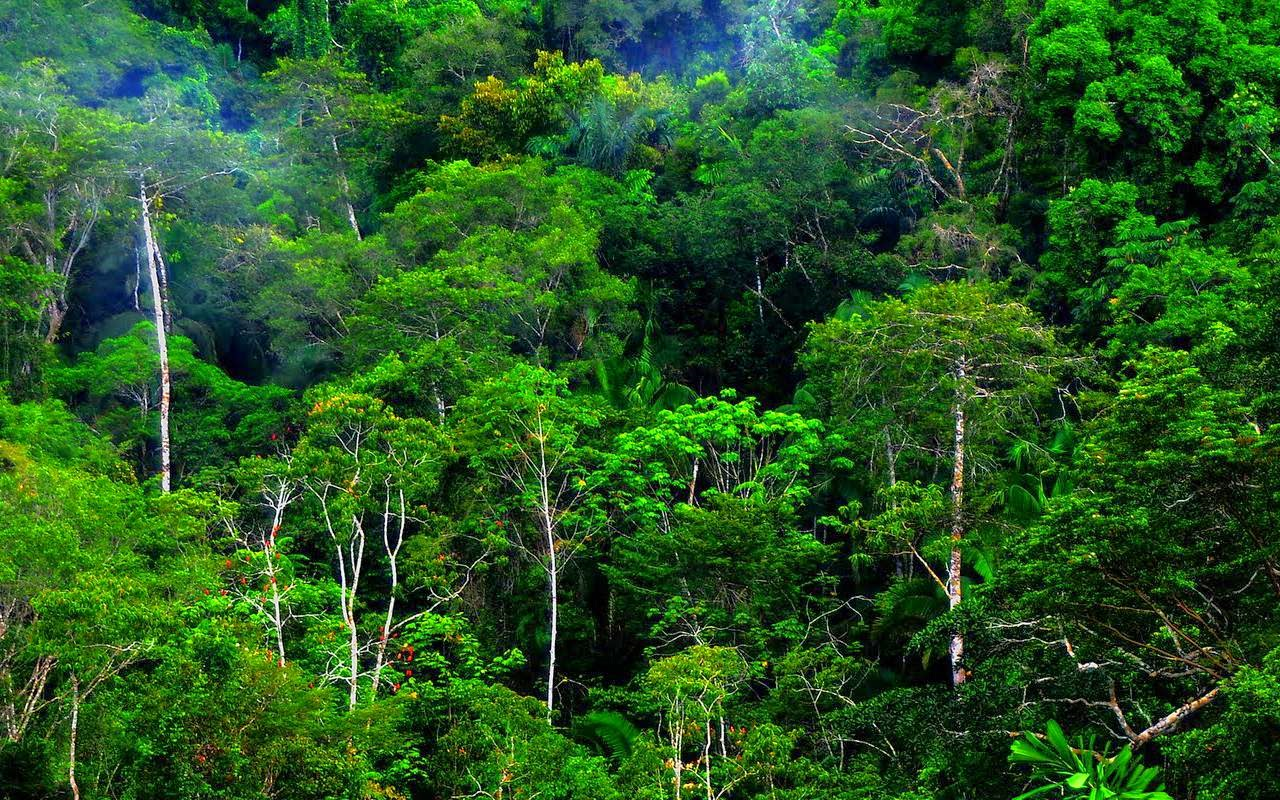 Persebaran Flora dan Fauna Di Indonesia - Ilmu Pengetahuan