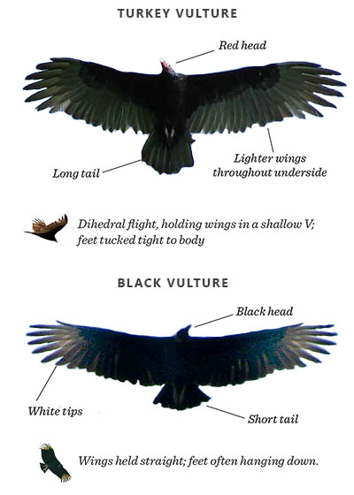 EBL: Turkey vs. Black Vultures: How to tell the difference