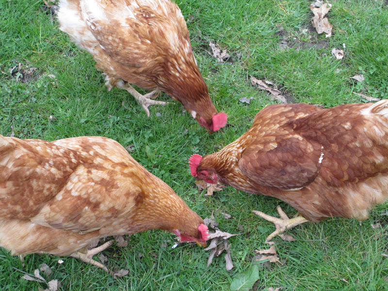 Sparing Change Recycled Chicken Bedding