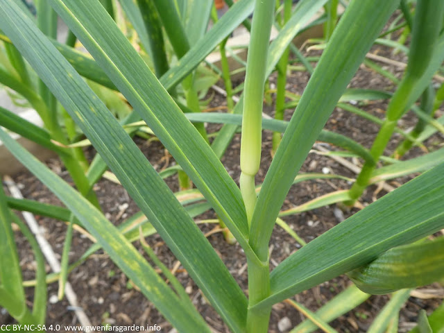 A garlic plant with a scape coming out of the centre of the foliage at the top. 