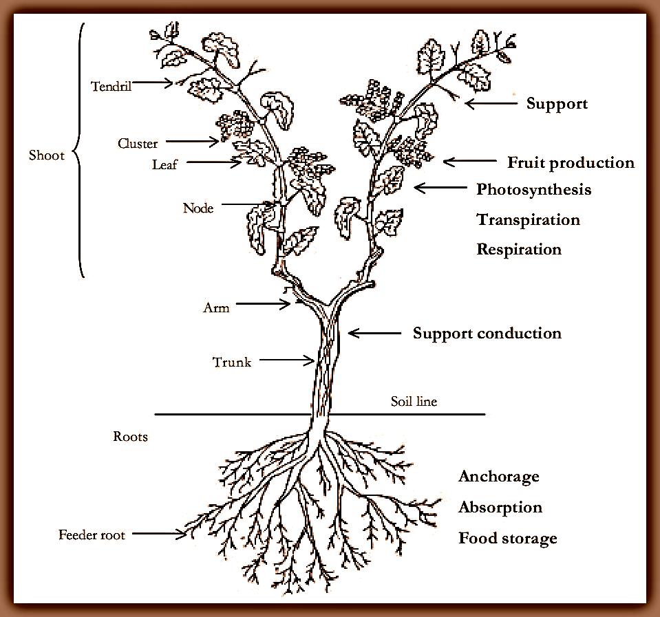 Корневая система винограда. Корневая система инжира. Шпороцвітник шлемниковидний 'grape expectations'. Structure of Vine's grape.
