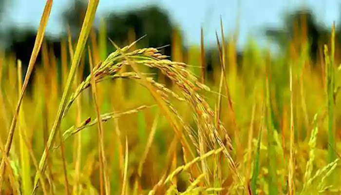 Revolution in aus farming in the country দেশে আউশ চাষে বিপ্লব