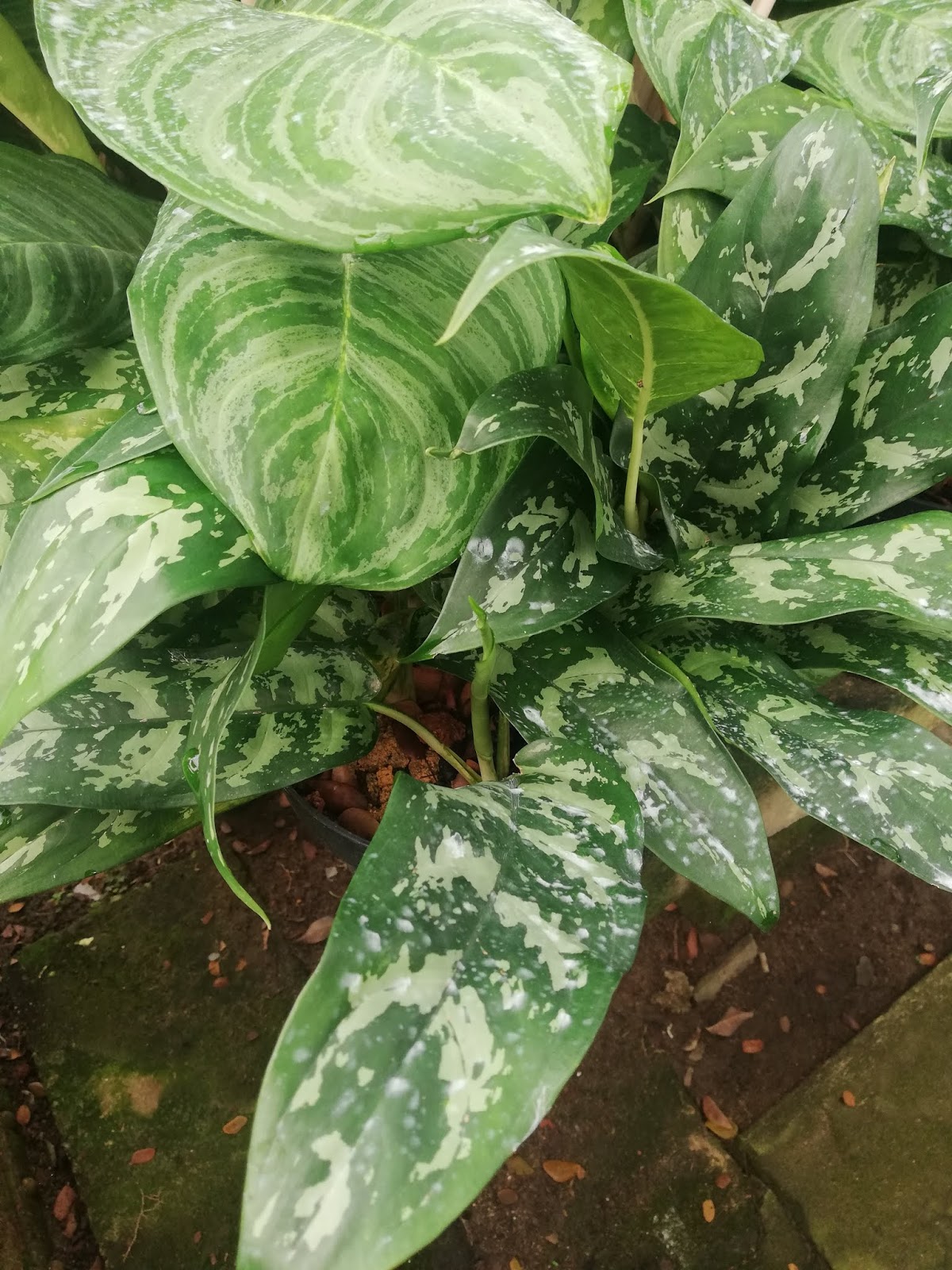 10 Garden Ideas To Steal From Japanese Zen Masters Gardenista