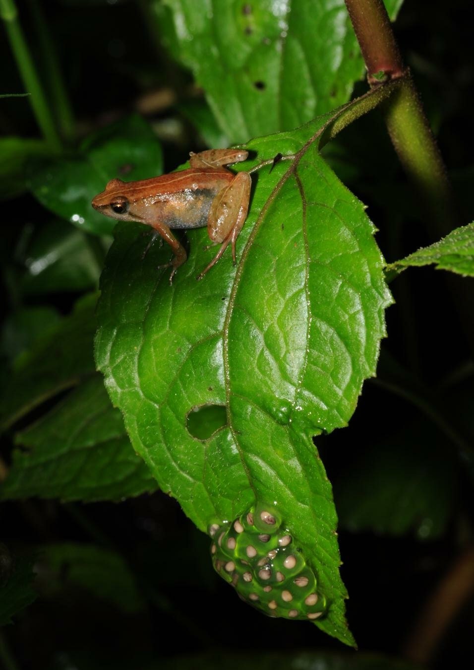 Species New to Science [Herpetology • 2019] Phrynobatrachus bibita • A