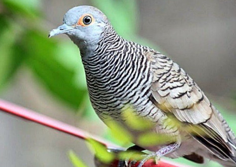 49 Mimpi menangkap burung perkutut togel