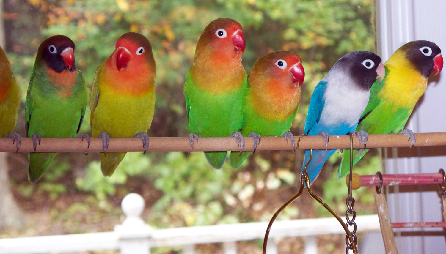 Cara Ternak Lovebird agar Cepat Bertelur | BeternakPedia Belajar Beternak
