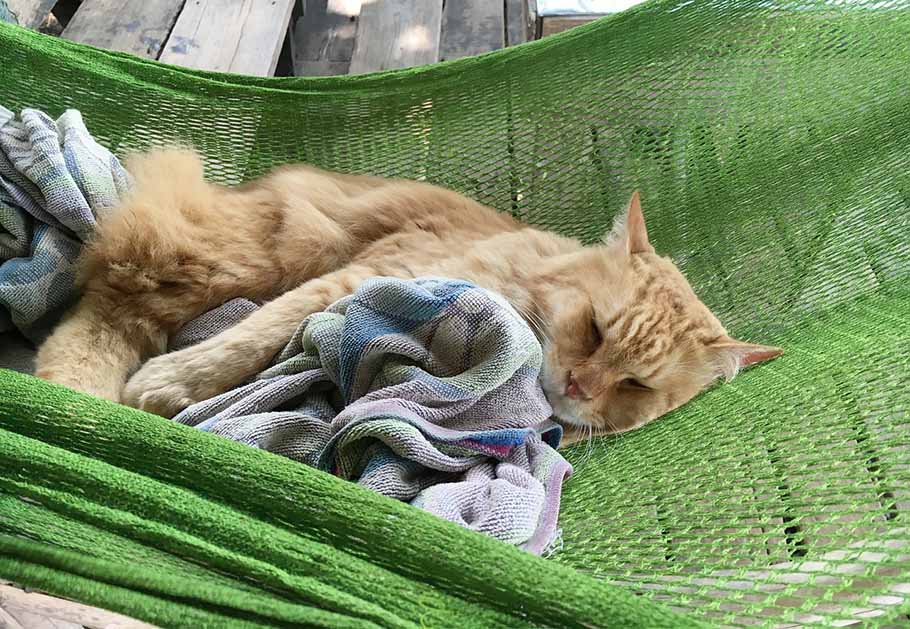  Joys of Having a Cat at Home, cat hammock