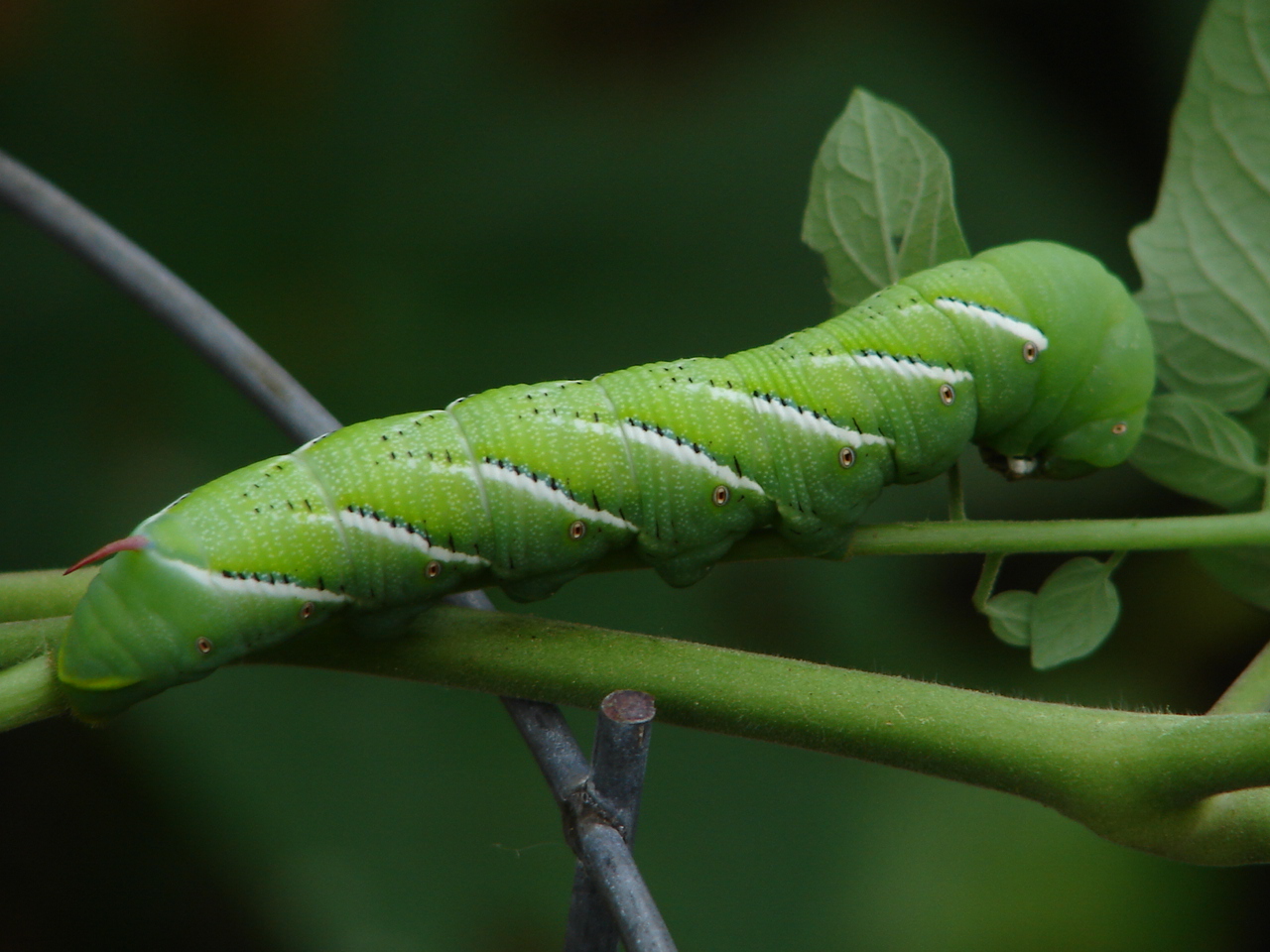 Bayou Lady The Fake Tomato Worm!