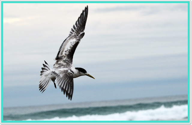 shore birds