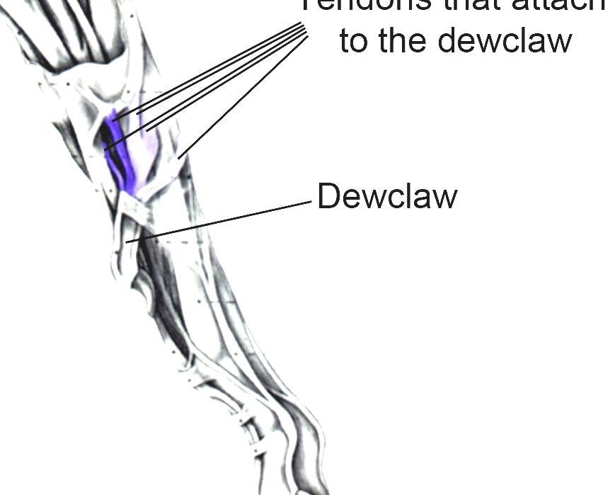 Dewclaw Dog Paws Cat Claws