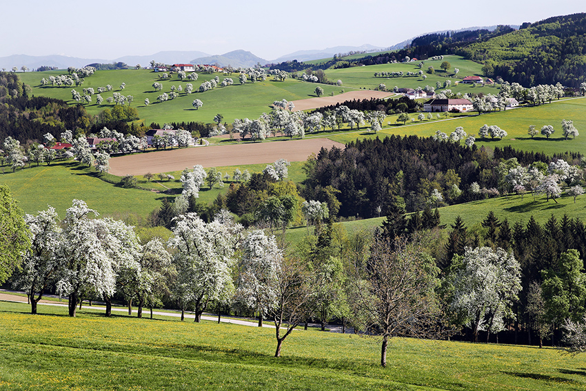 Traumhafte Aussichten zur Birnbaumblüte © Mostviertel Tourismus/weinfranz.at