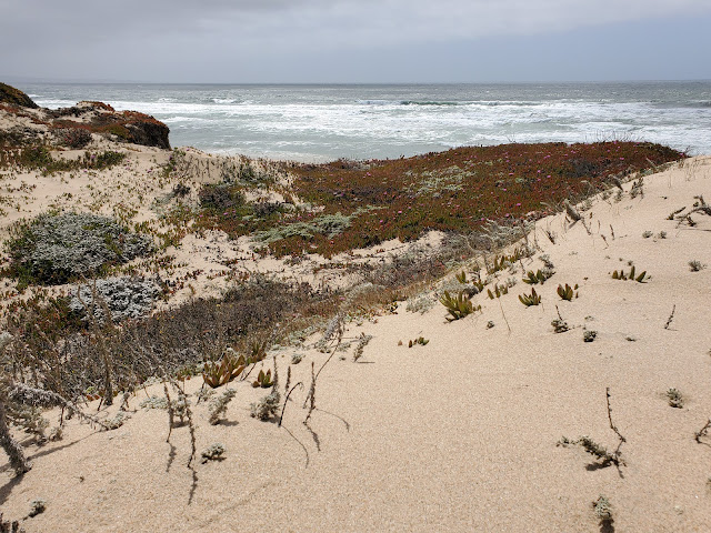 Image of sand dunes at Marina Dunes Preserve