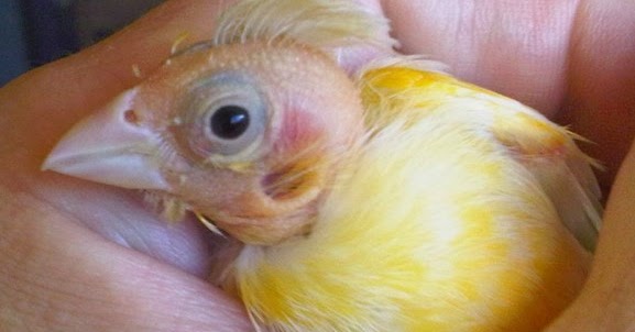 6 Cara Merawat Kenari Mabung yang Harus Dipraktikan