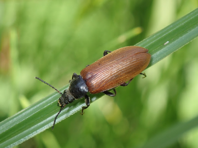 Omophlus lepturoides Omophlus lepturoides