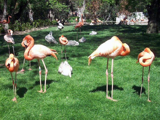 Un día en el zoo de Madrid - Preparar Maletas, blog de viajes