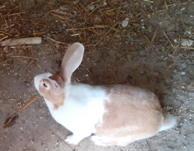 Los conejos pueden actuar como reservorios de Coxiella Burnetii