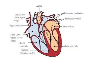 Human heart and how to keep it healthy?