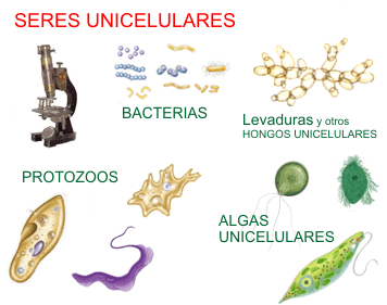 Biología : Organismos Unicelular y Pluricelular