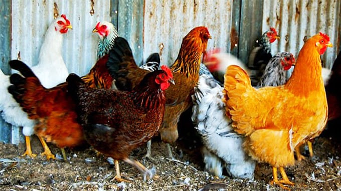 Adorable Chicken Breeds in Pakistan