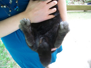 The Hare Raiser: Sore Hocks- The Unlucky Rabbit's Foot