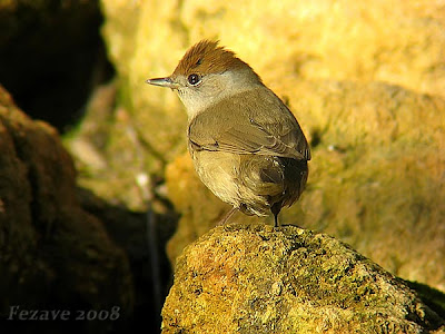 Curruca capirotada hembra