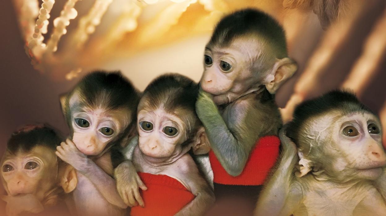 Наблюдать обезьяна. 5 Обезьянок. Пять маленьких обезьянок. Клонированный примат. Много маленьких обезьян.