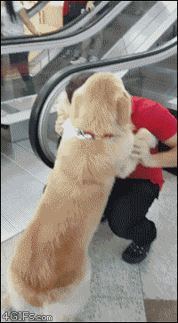 Funny animal gifs - part 273, best gif animals, funny gif