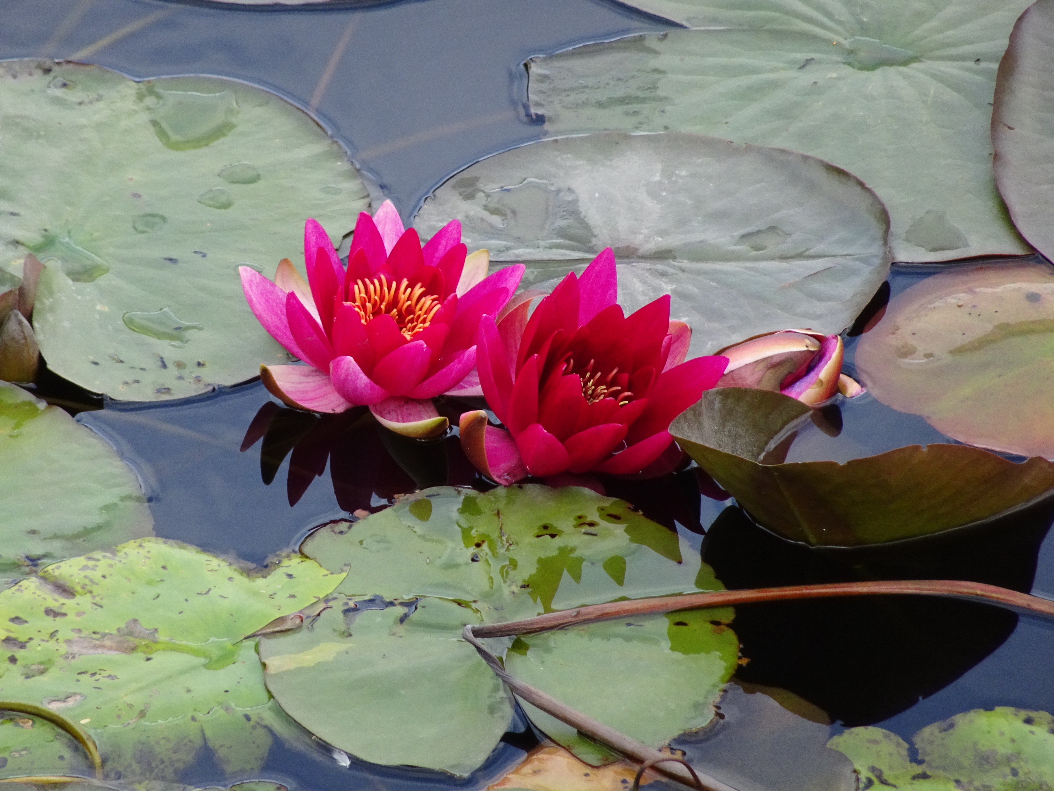 Beyond the Lone Islands: Red Water Lilies