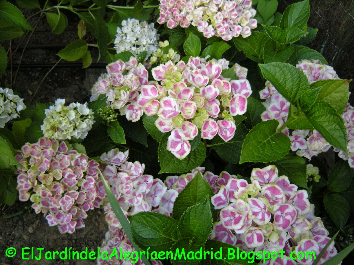 El jardín de la alegría : Las polémicas sobre la poda de las hortensias  (Hydrangea macrophylla)